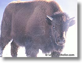 images/UnitedStates/Wyoming/Yellowstone/Bison/bison-11.jpg