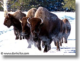 images/UnitedStates/Wyoming/Yellowstone/Bison/bison-pack-a.jpg