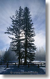 images/UnitedStates/Wyoming/Yellowstone/Trees/trees-21.jpg