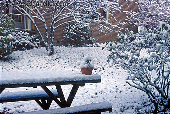 snowy-potted-plant.jpg