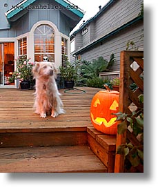 images/personal/Home/Halloween/goul-pooch-pumpkin-v.jpg