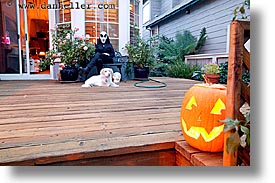 images/personal/Home/Halloween/goul-pooch-pumpkin.jpg