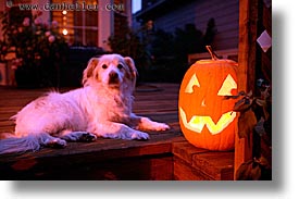 images/personal/Home/Halloween/pumpkin-pooch-3.jpg