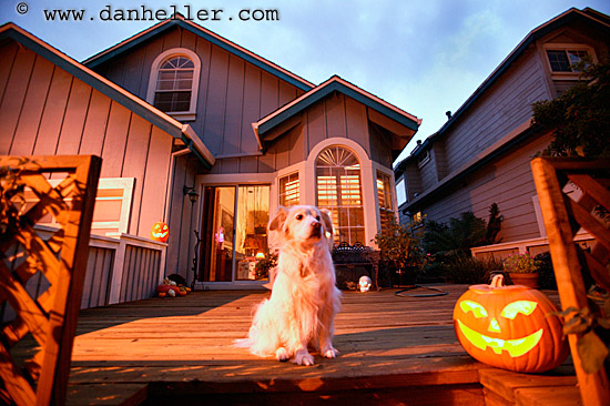 pumpkin-pooch-4.jpg