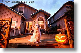 images/personal/Home/Halloween/pumpkin-pooch-4.jpg