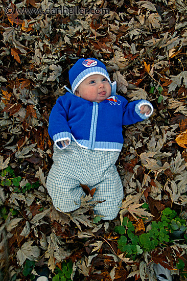 jack-in-leaves-1.jpg