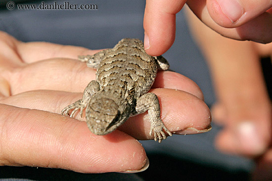 western_fence_lizard-02.jpg